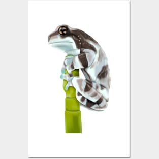 Milk Frog on Grass Stalk Posters and Art